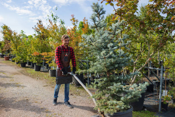 The Steps Involved in Our Tree Care Process in White Rock, NM